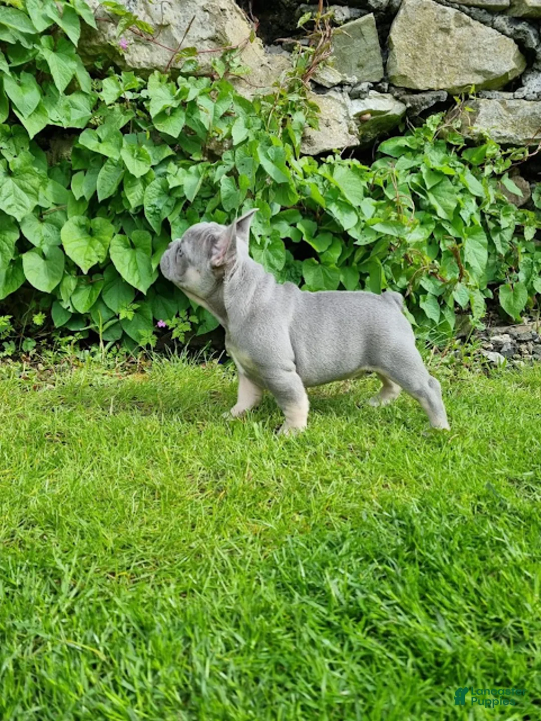 French Bulldog dogs for sale: Roland - Ad 1