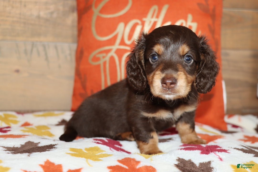Miniature Dachshund dogs for sale: Terry  - Ad 12