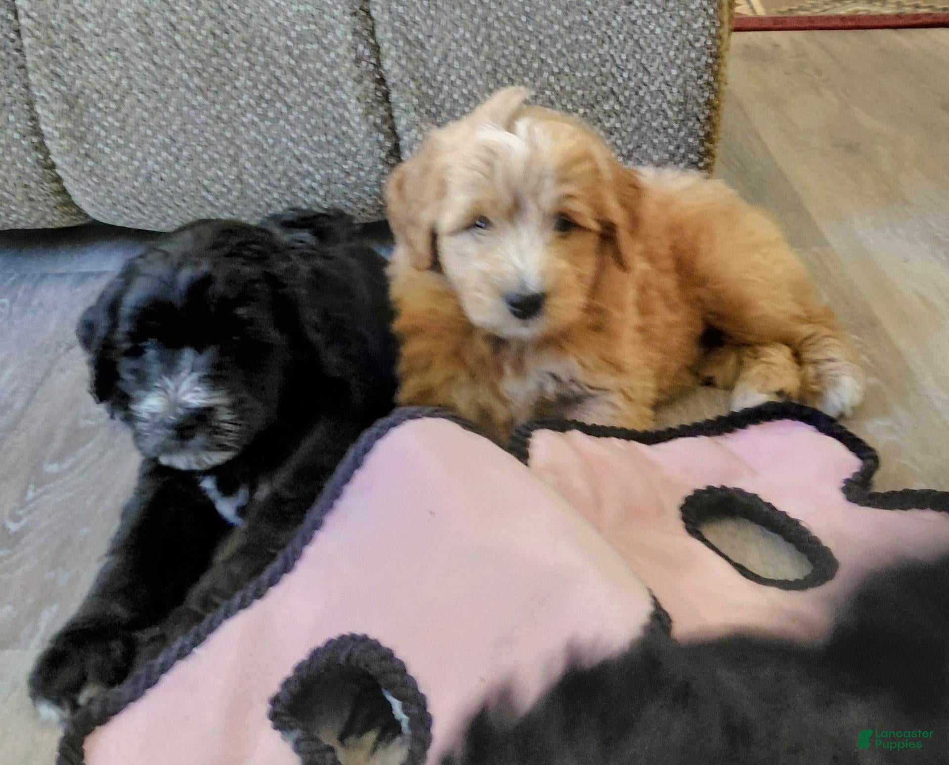 Mini Goldendoodle dogs Mountain Goldendoodle - Bella - Ad 2
