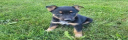 Mixed Breed dogs for sale: Max - Ad 3