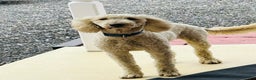 Goldendoodle dogs for sale: Molly - Ad 2