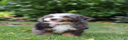 Mini Bernedoodle dogs for sale: Whyatt - Ad 9