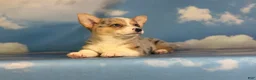 Welsh Corgi Pembroke dogs for sale: Aca Dozer Bluie Merle with full tail fluffy carrier triple clear - Ad 4