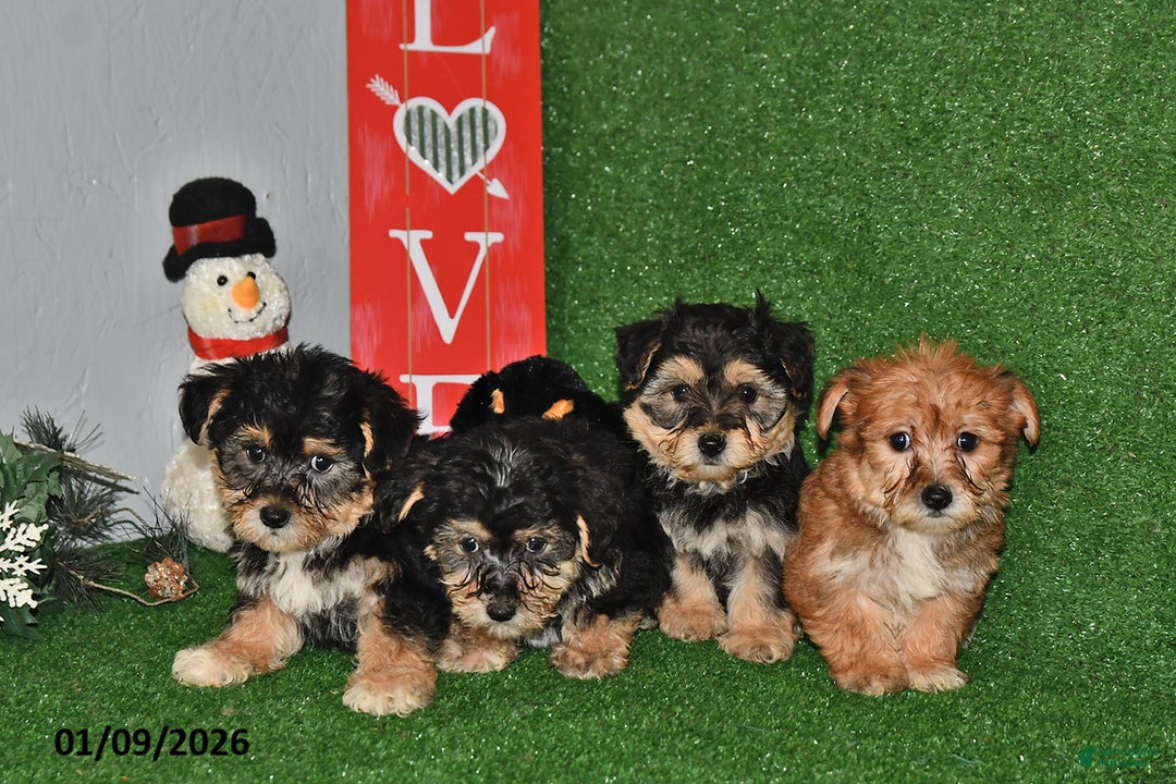 Yochon dogs for sale: Debbie - Ad 2