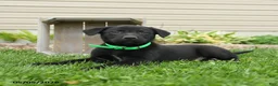 Mixed Breed dogs for sale: Buster - Ad 2
