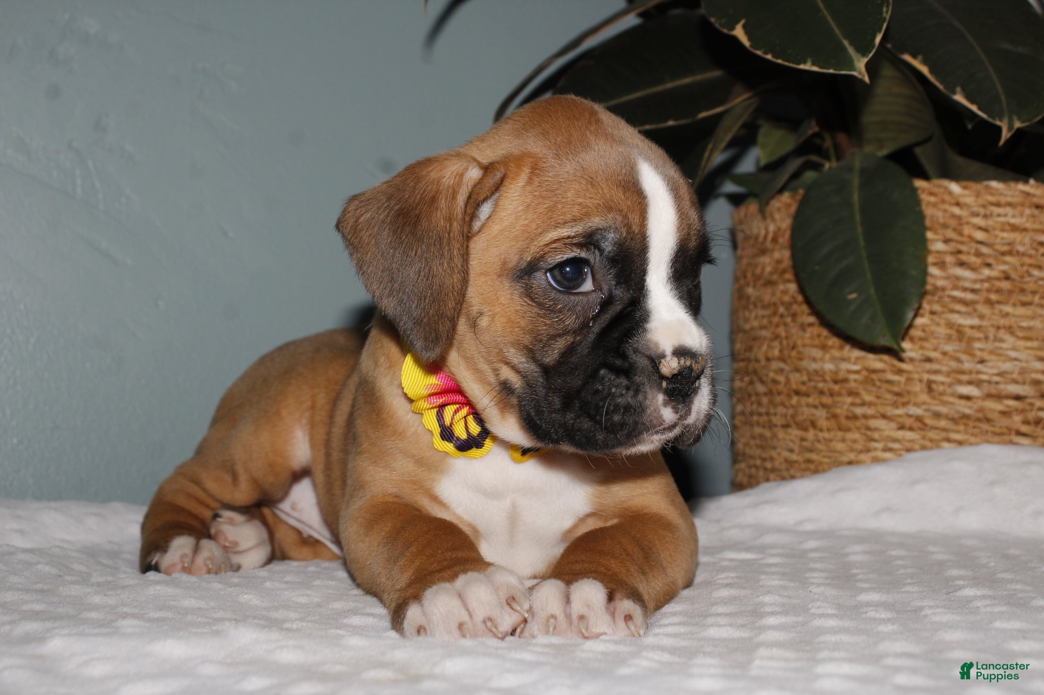 Boxer dogs Boxer Puppy 2 - Ad 42