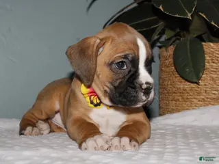 Boxer dogs Boxer Puppy 2 - Ad 41
