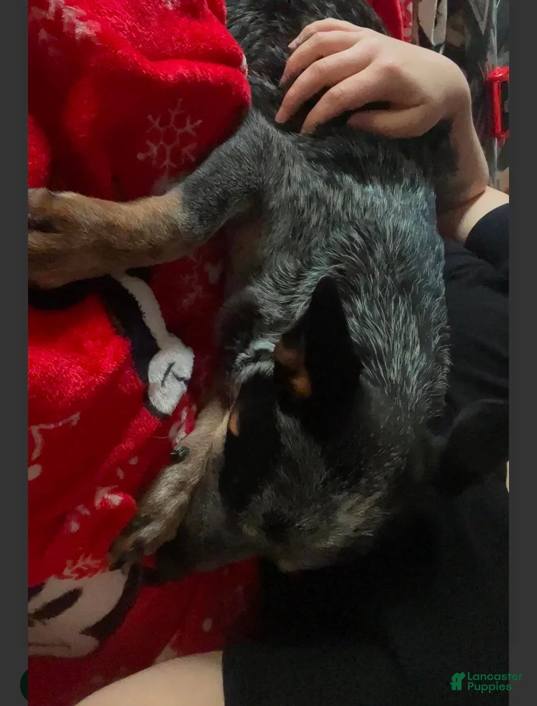 Australian Cattle Dog dogs for sale: Australian Cattle Dog 1 - Ad 2