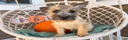 Cairn Terrier dogs for sale: Jimmy  - Ad 5