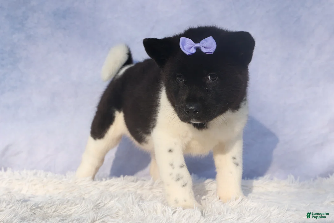 Akita dogs for sale: Oakley - Ad 4