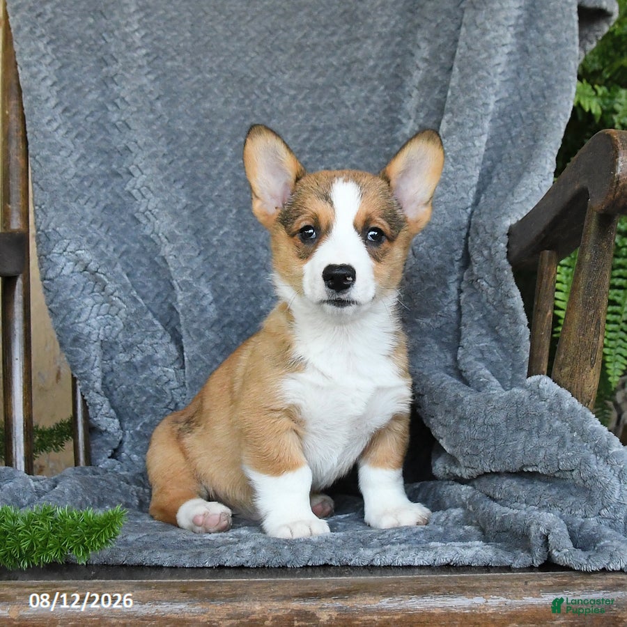 Welsh Corgi Pembroke dogs Flash - Ad 1