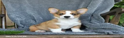 Welsh Corgi Pembroke dogs for sale: Flash - Ad 1