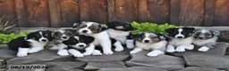 Australian Shepherd dogs for sale: Tammy - Ad 5
