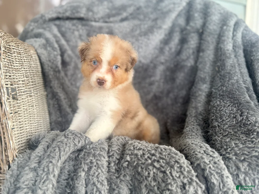 Australian Shepherd dogs for sale: Bubbles - Ad 1