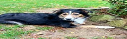 Australian Shepherd dogs for sale: Sandy - Ad 7