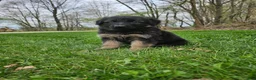 German Shepherd dogs for sale: Abby  - Ad 3