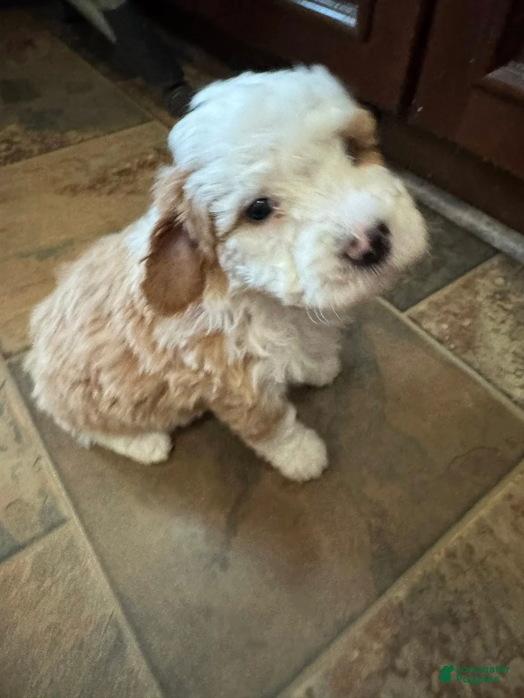 Bernedoodle dogs for sale: mini Bernedoodle Puppy 5 dark green - Ad 3