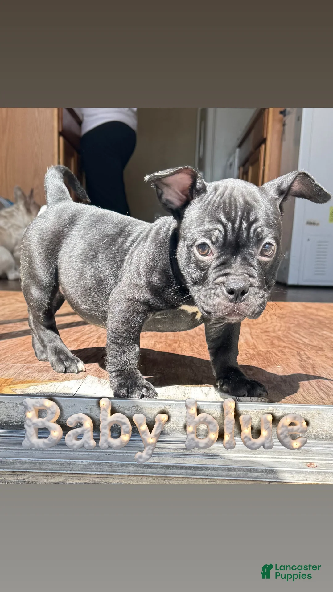 American Bully dogs for sale: Baby Blue - Ad 1