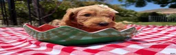 Goldendoodle dogs for sale: Shimmer - Ad 6