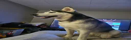 Siberian Husky dogs for sale: Siberian Husky Puppy 2 - Ad 6