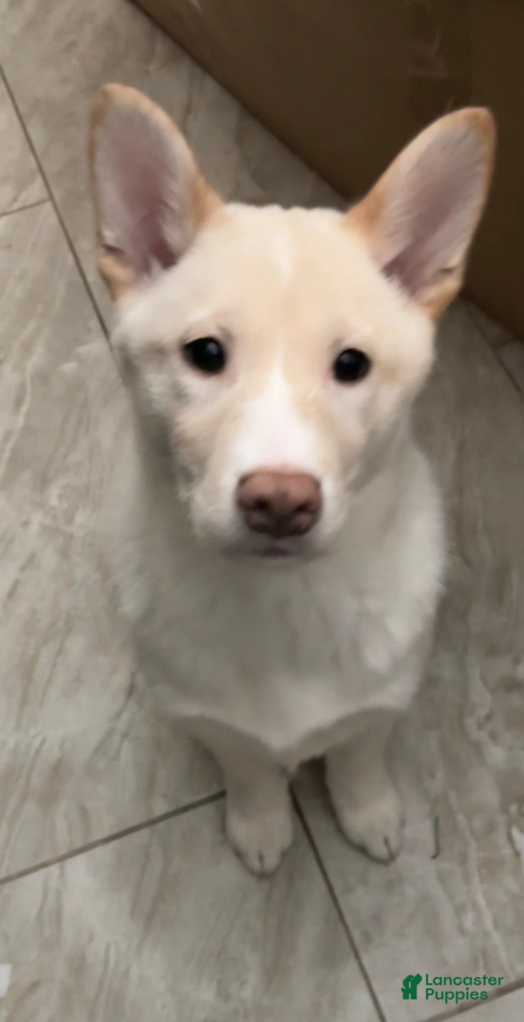 Shiba Inu dogs Shiba Inu Puppy 2 - Ad 11