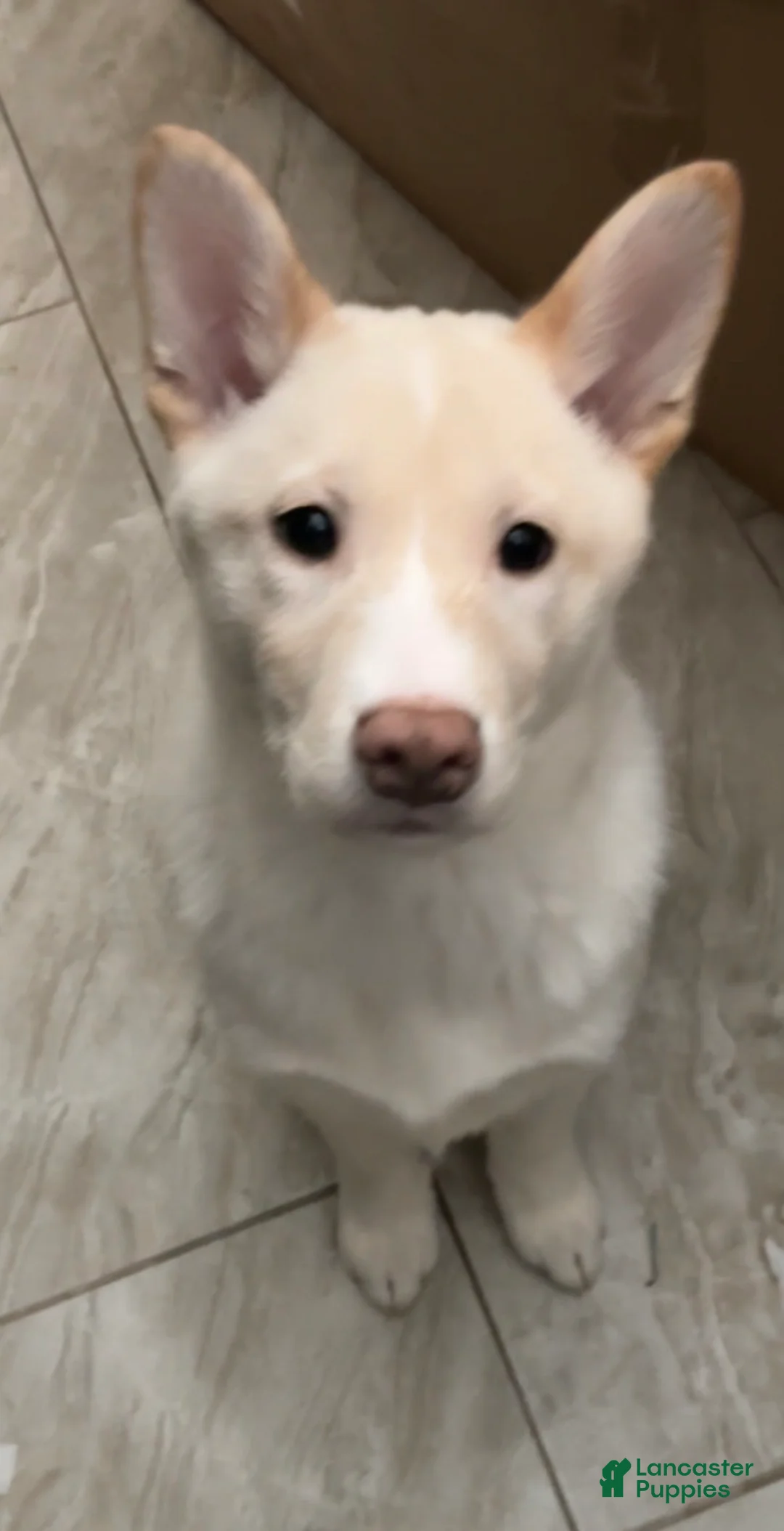 Shiba Inu dogs for sale: Shiba Inu Puppy 2 - Ad 1