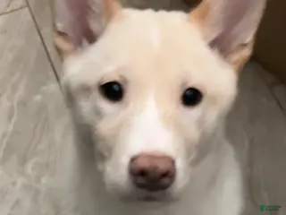 Shiba Inu dogs Shiba Inu Puppy 2 - Ad 11