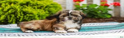 Shih Tzu dogs for sale: Barley (Raised in Home, Crate Trained & Potty Training!) - Ad 4