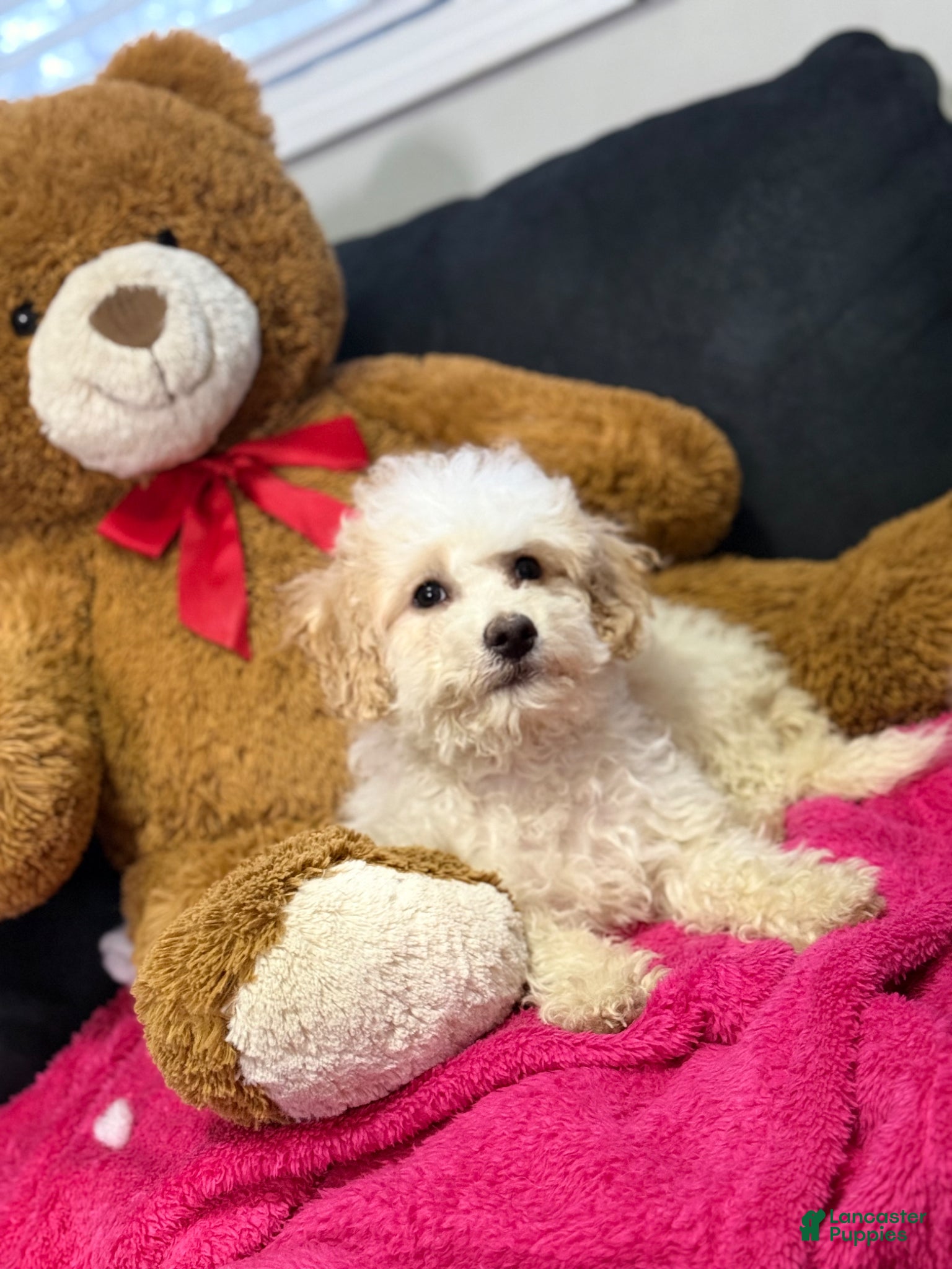 Mini Goldendoodle dogs Mini Goldendoodle Puppy 1 - Ad 1