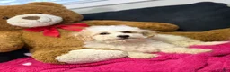 Mini Goldendoodle dogs for sale: Mini Goldendoodle Puppy 1 - Ad 1