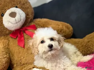 Mini Goldendoodle dogs for sale: Mini Goldendoodle Puppy 1 - Ad 2