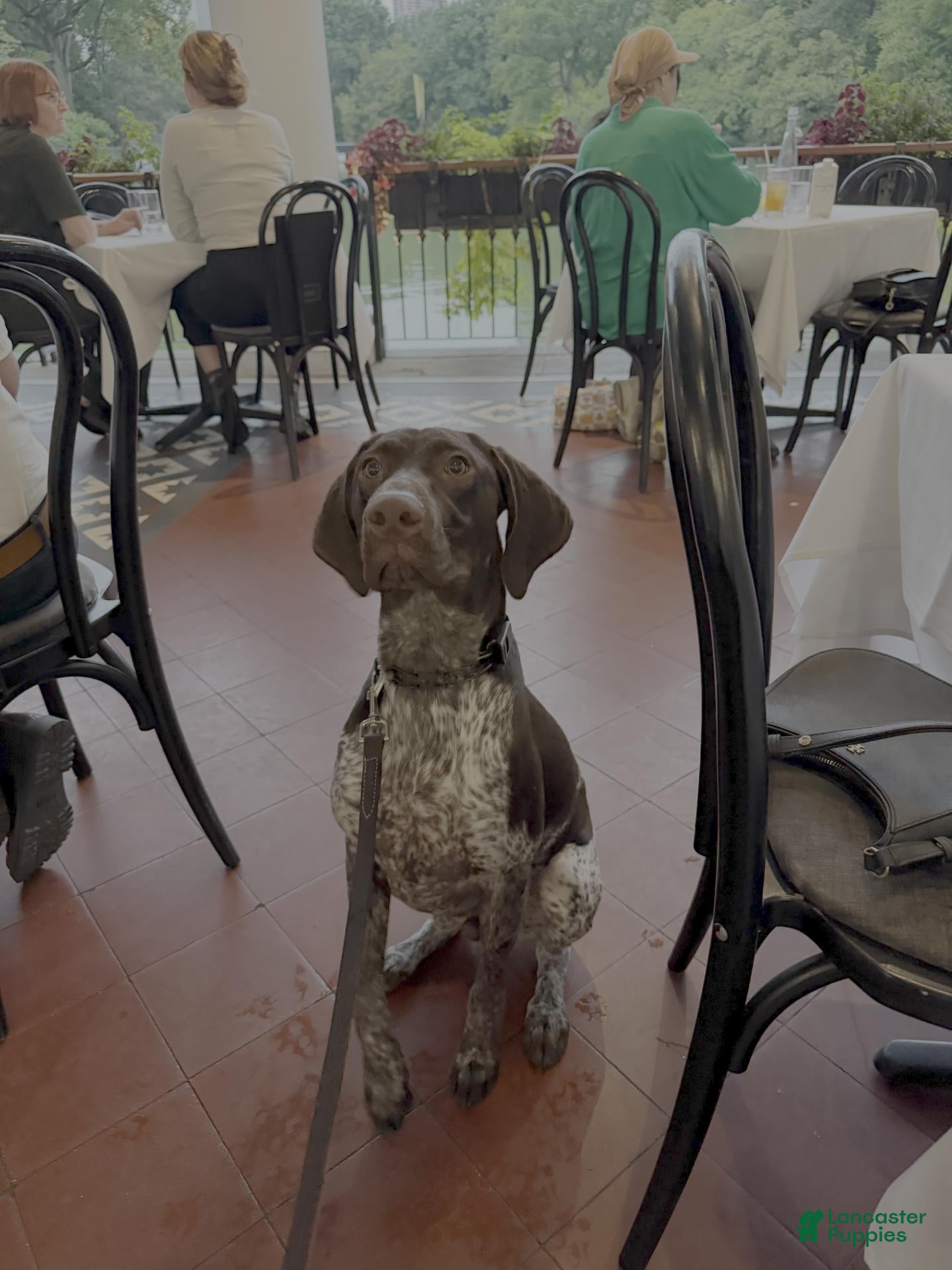 German Shorthaired Pointer dogs Drake - Ad 1
