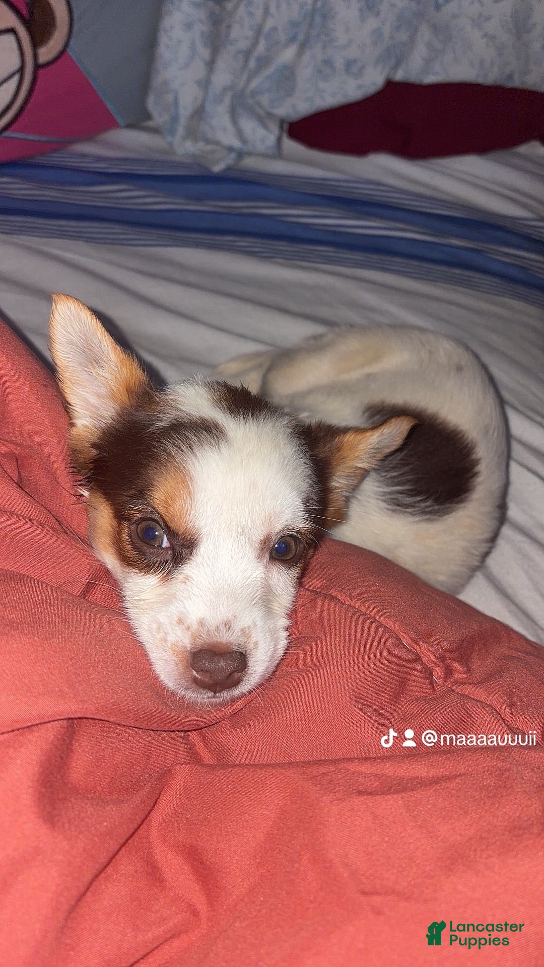 Mixed Breed dogs Zara (mixed terrier) - Ad 37