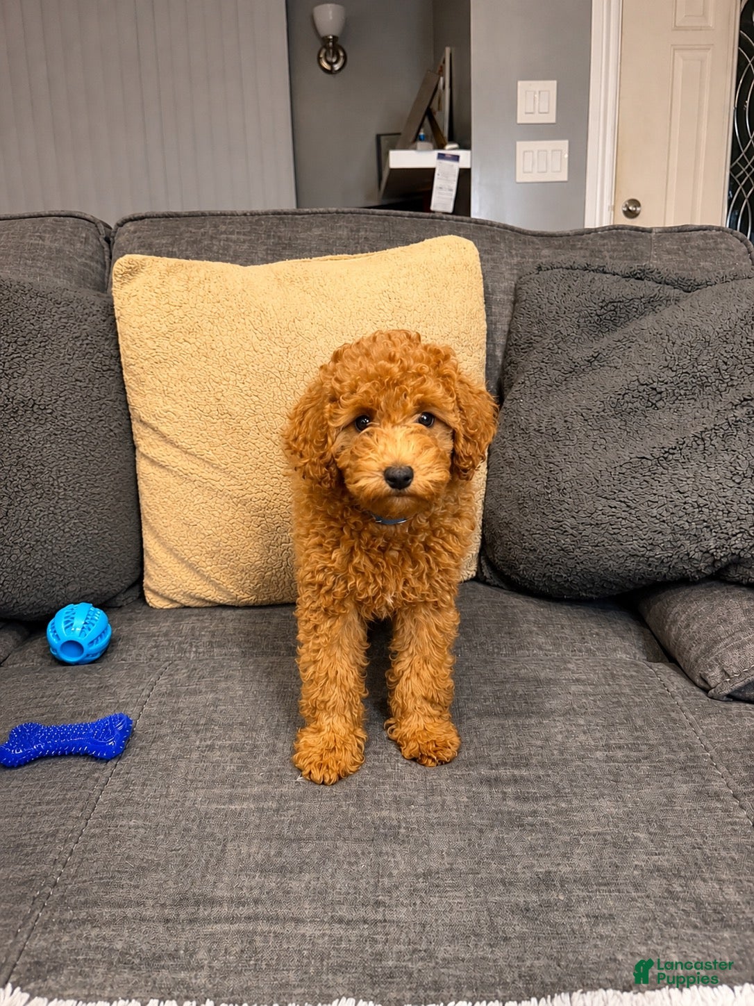 Mini Goldendoodle dogs for sale: Fredo - Ad 4