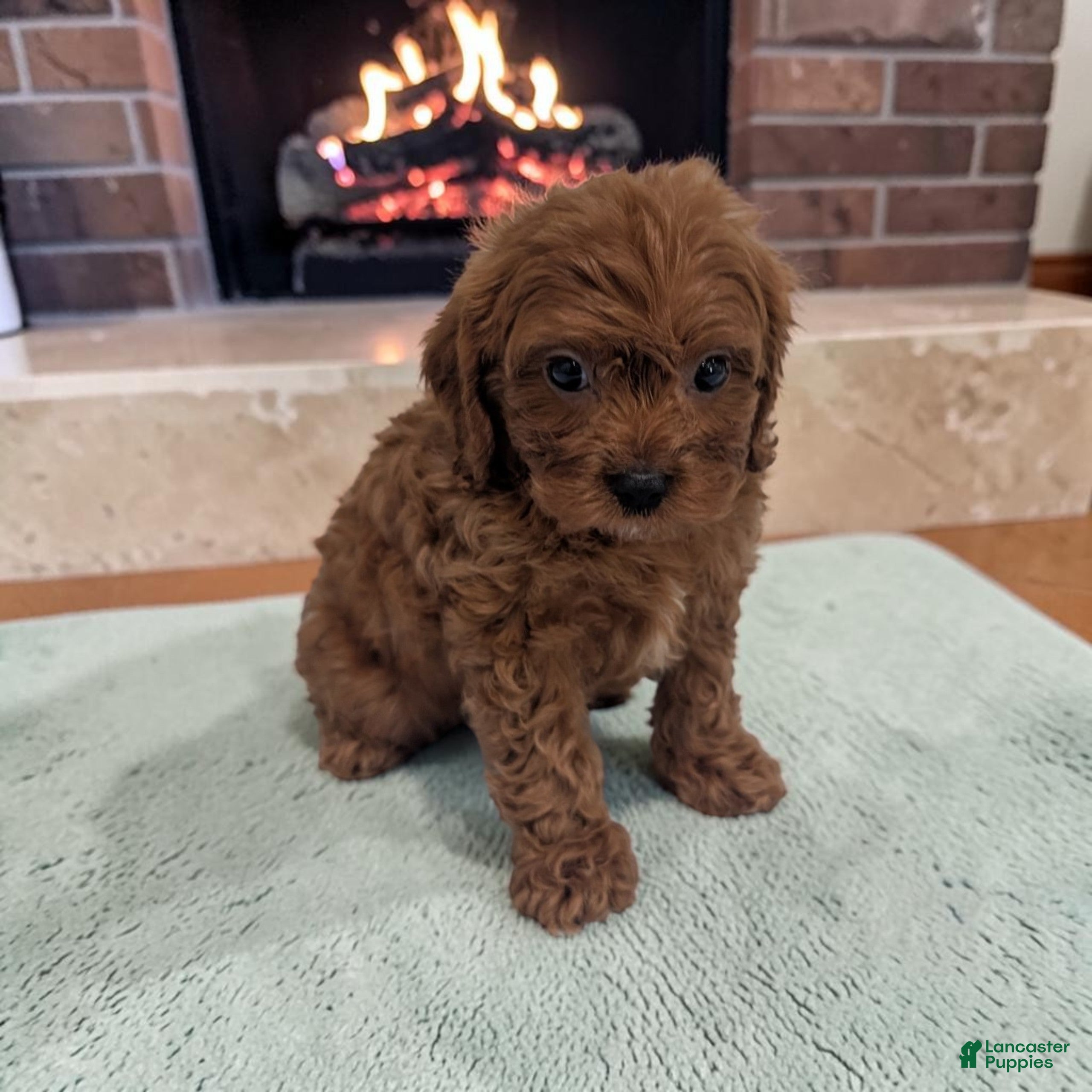 Cavapoo dogs Archie - Ad 1