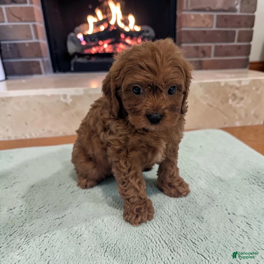 Cavapoo dogs for sale: Archie - Ad 1