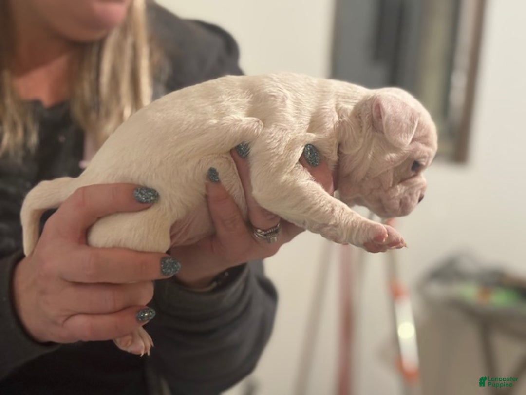 Mixed Breed dogs for sale: Sophia - Ad 3