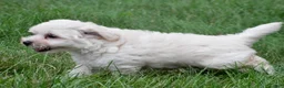 Maltipoo dogs for sale: Milo - Ad 6