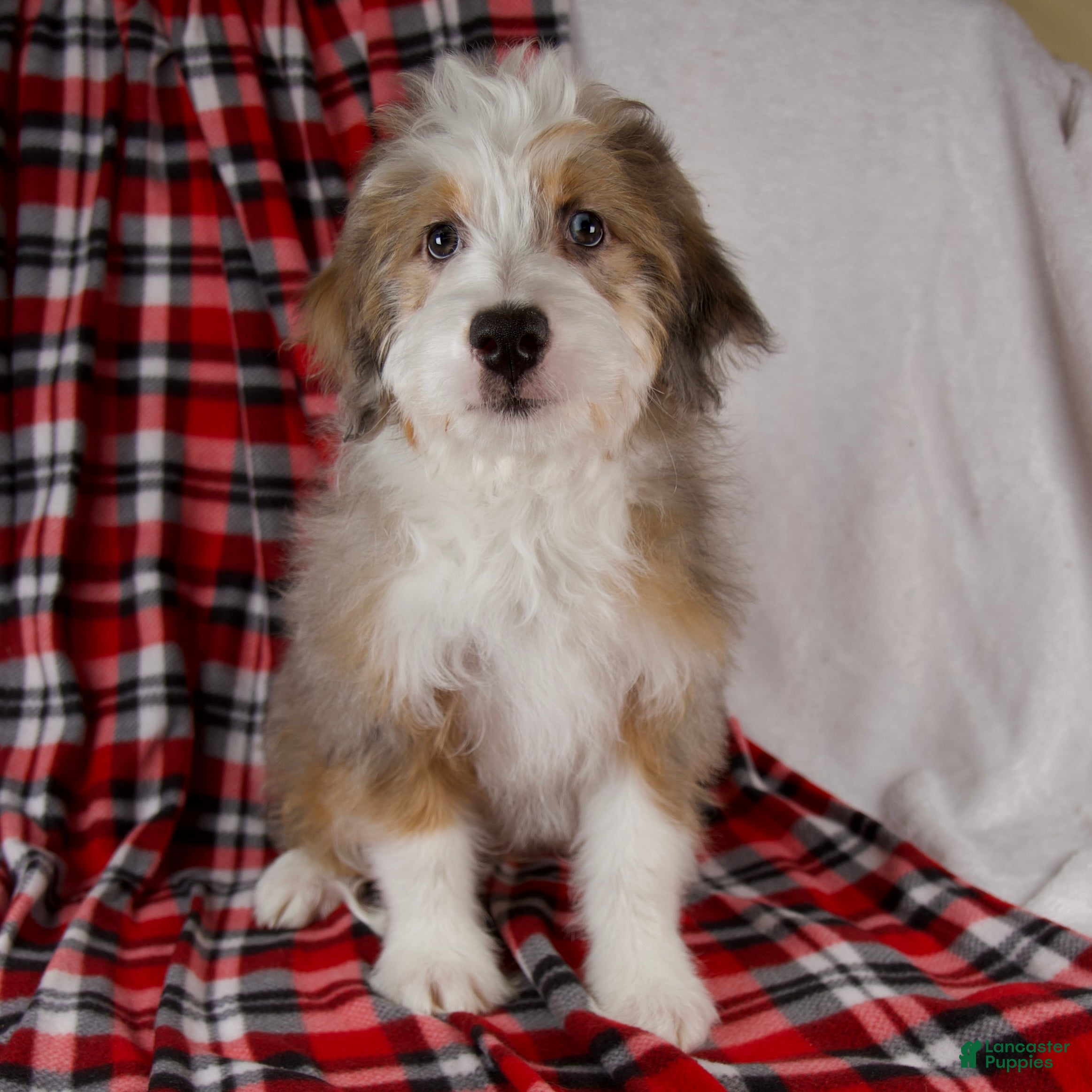 Mini Bernedoodle dogs Angel Girl *Turf Trained* - Ad 21