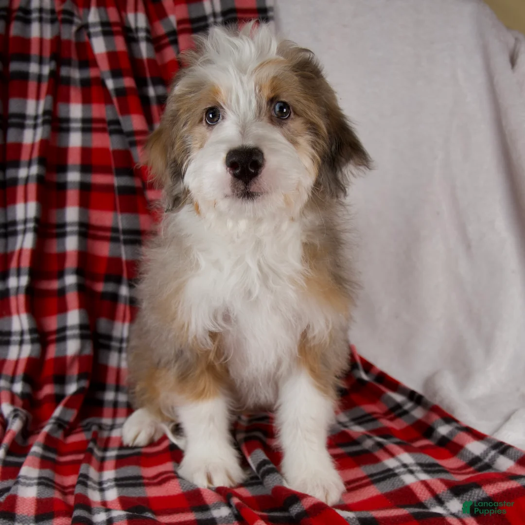 Mini Bernedoodle dogs for sale: Angel Girl *Turf Trained* - Ad 1