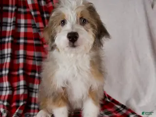 Mini Bernedoodle dogs Angel Girl *Turf Trained* - Ad 21