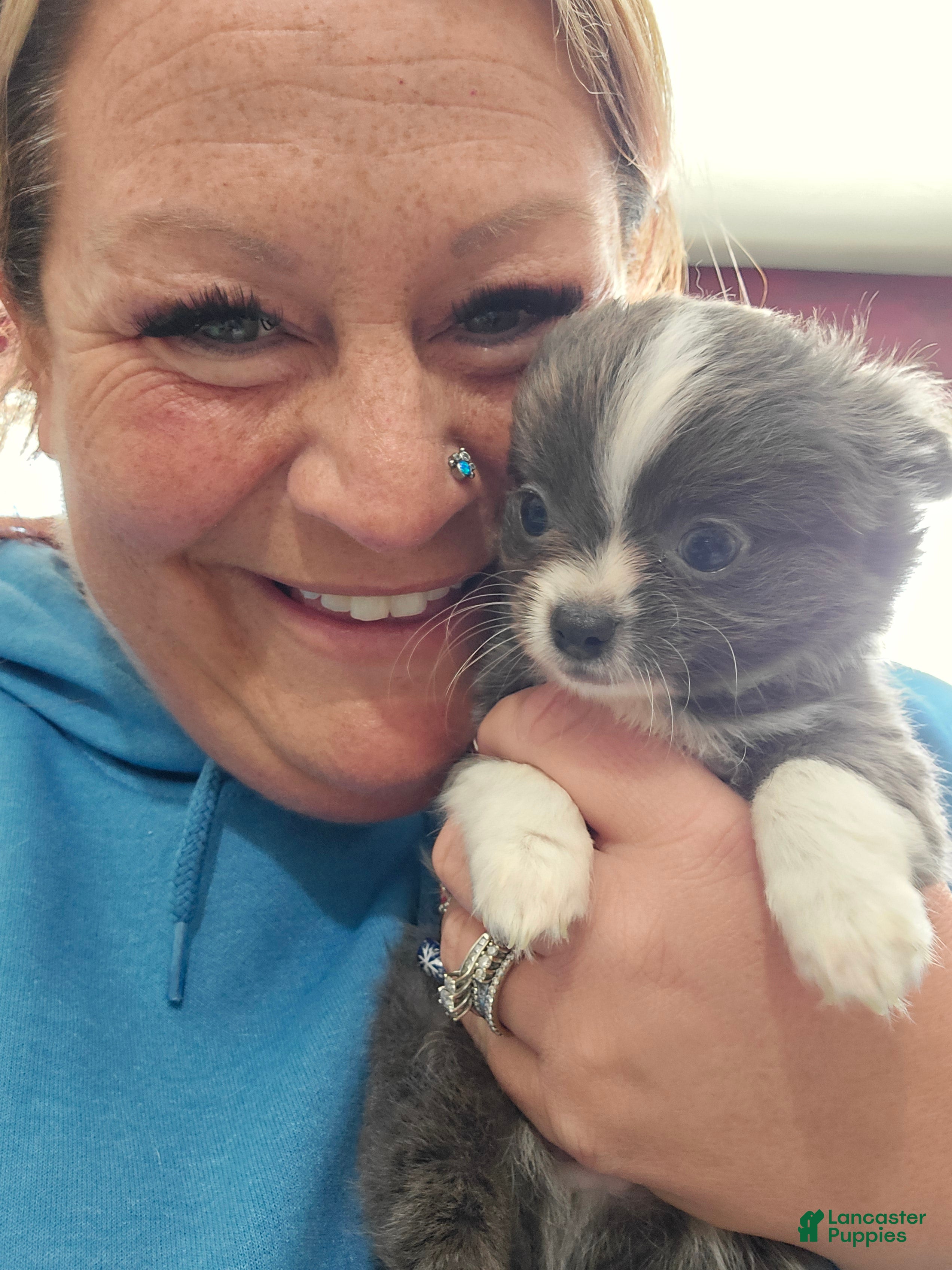 Chihuahua dogs Blue - Ad 11