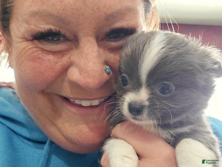 Chihuahua dogs Blue - Ad 23