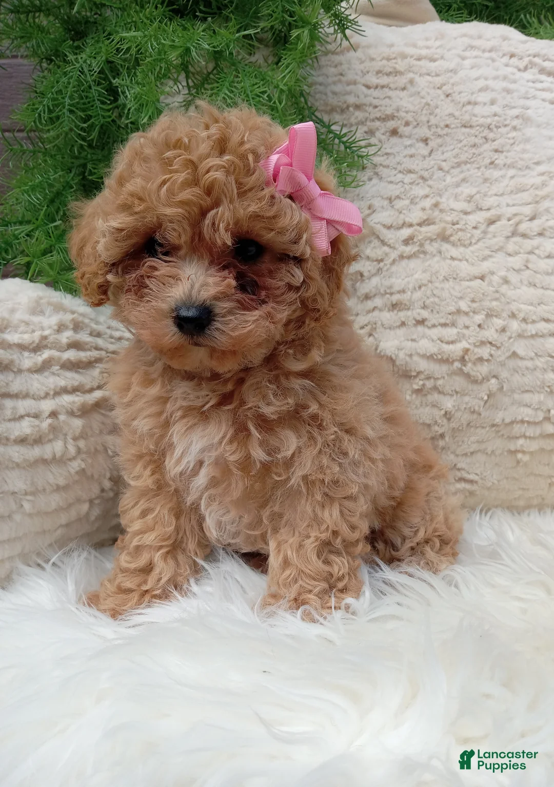 Bichpoo dogs for sale: Izzy - Ad 2