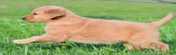 Golden Retriever dogs for sale: Lainey - Ad 3