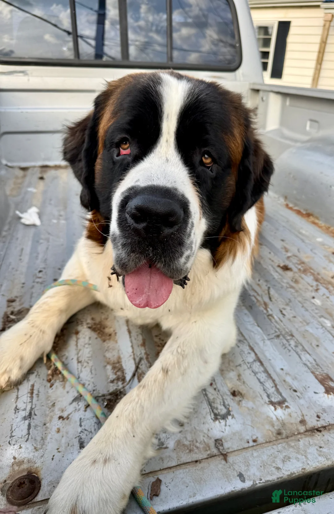 Saint Bernard dogs for sale: Saint Bernard Puppy 1 - Ad 2