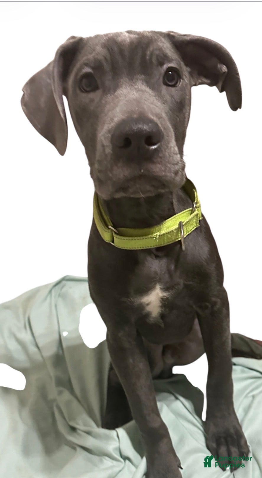 Cane Corso dogs Cane Corso 1 - Ad 36