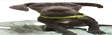 Cane Corso 1
