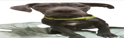 Cane Corso dogs for sale: Cane Corso 1 - Ad 1