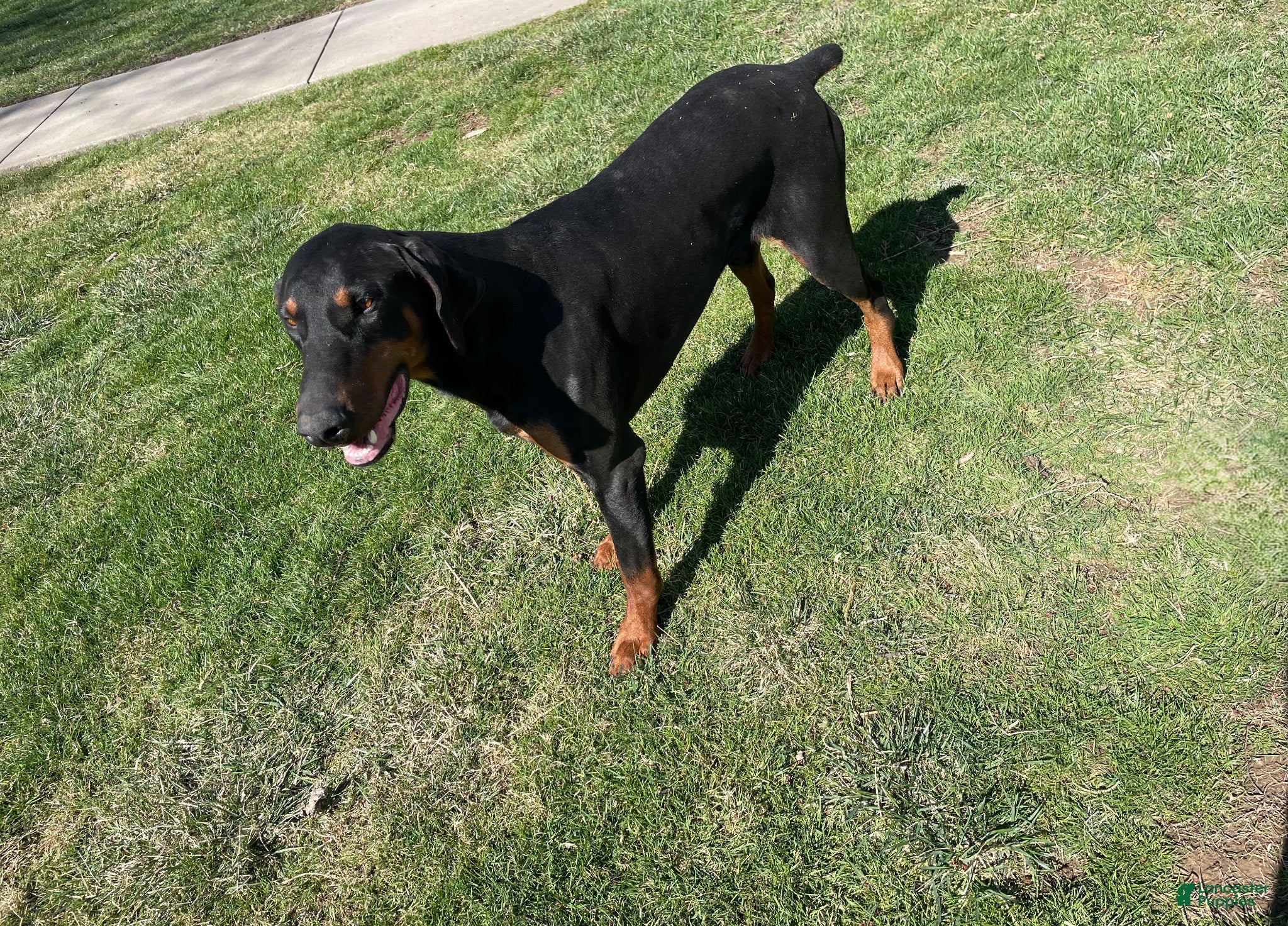 Doberman Pinscher dogs Cap - Ad 18